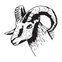 Ram head with horns in sketch style. Vector isolated illustration of a farm animal.