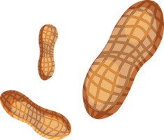 Peanut. Peanut beans isolated. nuts png
