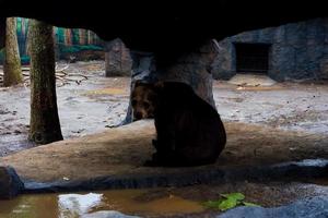 Selective focus of bears that are sheltering from the rain. photo