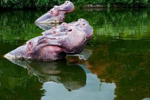 Selective focus of hippos swimming in the lake. photo