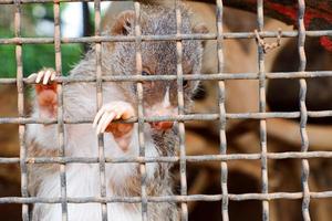 Selective focus of mink that was climbing into his rusty cage. photo