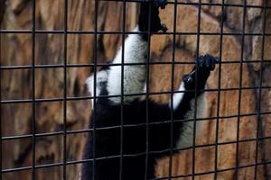 Selective focus of lemurs who are climbing the iron of their cages. photo