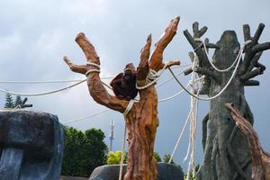 Selective focus of orangutans who are dangling in their cages. photo