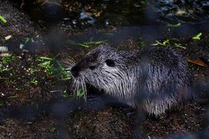 Selective focus of nutria that is sheltering from the rain. photo