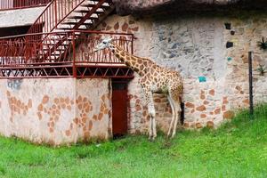 Selective focus of giraffes who are sheltering from the rain. photo