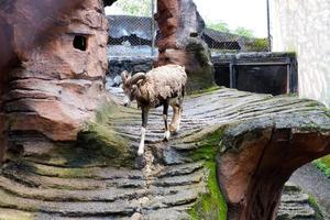 Selective focus of european mouflon that is running in its cage. photo