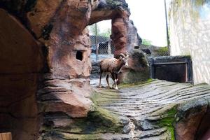 Selective focus of european mouflon that is running in its cage. photo