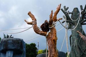 Selective focus of orangutans who are dangling in their cages. photo