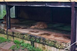 Selective focus of lions lying in their tree-lined cages. photo