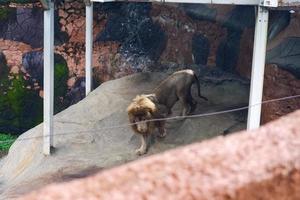 Selective focus of lions lying in their tree-lined cages. photo