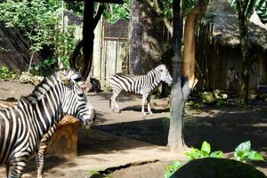 Selective focus of zebras who are relaxing in their cages. photo