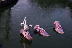 Selective focus of pelicans perched on the head of a hippopotamus. photo