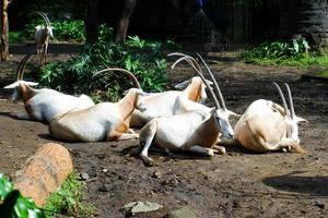Selective focus of a bunch of oryx dammah relaxing in his cage. photo