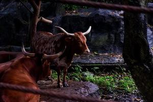 Selective focus of texas longhorn that is sheltering from the rain. photo
