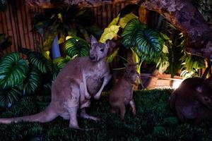 Selective focus of kangaroos standing in their dark cages. photo