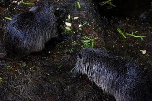 Selective focus of nutria that is sheltering from the rain. photo