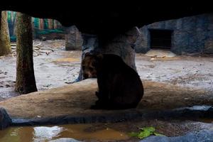 selectivo atención de osos ese son refugio desde el lluvia. foto