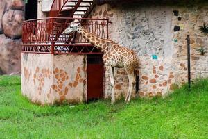 Selective focus of giraffes who are sheltering from the rain. photo