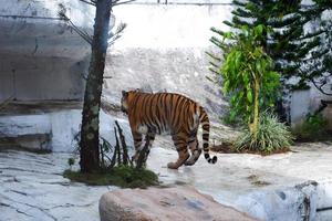 Selective focus of Siberian tigers who are walking leisurely in their cages. photo