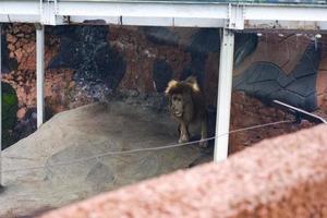 selectivo atención de leones acostado en su arbolado jaulas foto