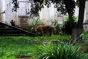 selectivo atención de siberiano tigres quien son caminando sin prisa en su jaulas foto