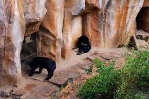 Selective focus of sun bears lying in their cages. photo