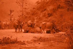 Asia buffalo, cape buffalo in forest with sunset orange shining. photo