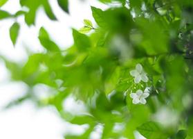 flores blancas, pequeñas y frágiles, moke foto