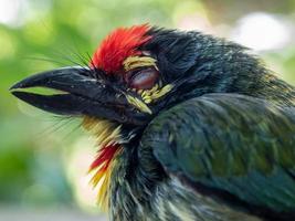 Close up the face of Juvenile Coppersmith barbet bird photo