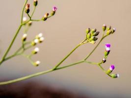 pequeña flor de hierba de hierro en la luz de la mañana foto