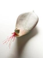 Small roots that grow from the base of the succulent plant leaf photo