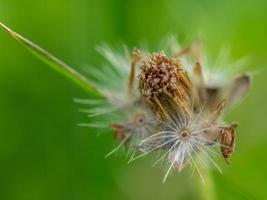 de cerca el semilla de un tridax margarita flor cuando marchitez foto