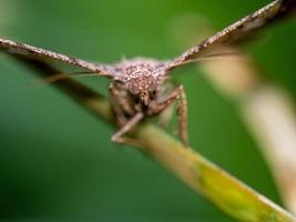 The camouflage pattern on looper moth wings photo