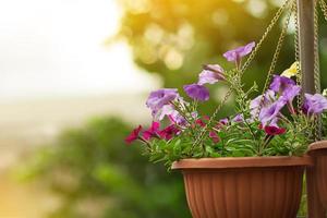 Hanging petunia in brown pot in garden or city. Design, gardening. Copy space photo