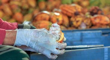 Close-up of a worker's hand cut ripe cacao pods or yellow cacao fruit Harvest cocoa seeds to send to the chocolate factory photo
