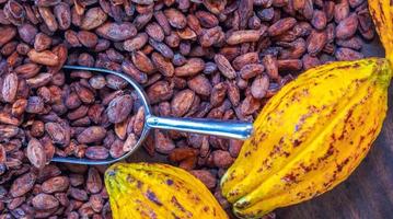 Aromatic brown Cocoa beans and cocoa seed with cacao yellow ripe raw materials of Chocolat as background photo