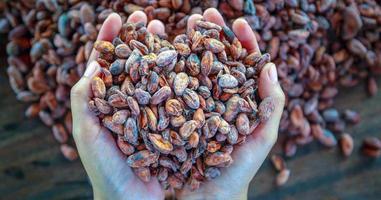 parte superior ver de seco marrón cacao frijoles en el manos de agricultores, crudo material para haciendo chocolate. foto