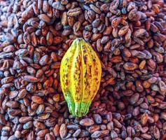 Aromatic brown Cocoa beans and cocoa seed with cacao yellow ripe raw materials of Chocolat as background photo