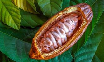 Cut in half ripe cacao pods or yellow cacao fruit Harvest cocoa seeds on a green cacao leaf photo