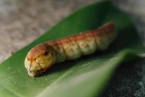 Oleander Hawk Moth caterpillar on a green leave photo