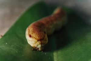 Oleander Hawk Moth caterpillar on a green leave photo