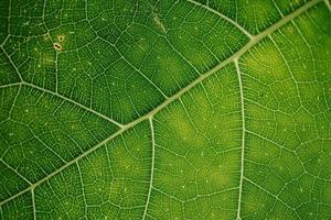 Green leaves with texture photo