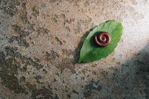 Millipedes is wrapping themselves on the leaves photo