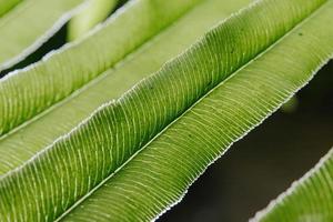 Green fern leaves with texture photo