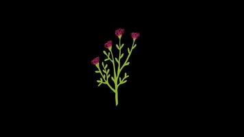 Spring flower plant. botanical floral loop Animation video transparent background with alpha channel.