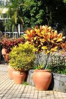 Assorted potted plants photo