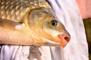 Holding fresh fish photo