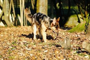 Dog playing fetch photo