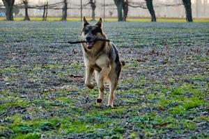 perro jugando ir a buscar foto