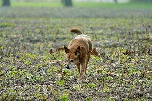 Dog walking in the field photo